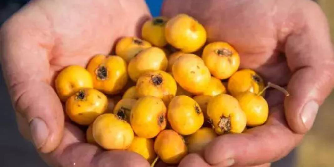 Dikenine katlanan meyvesini yiyor! Elleriyle tek tek toplayıp satıyorlar: Pazarda kilosu 100 TL’den alıcı buluyor 5